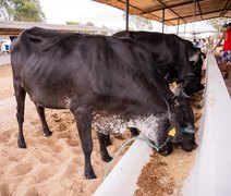 Maior exposição da pecuária de leite de Alagoas acontece de 10 a 14 de setembro em Batalha