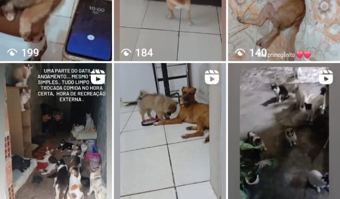 Moradora de Recife pede apoio para resgatar cães e gatos em situação de abandono