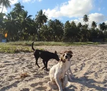 Maceió inicia campanha de vacinação contra raiva para cães e gatos neste sábado (11)