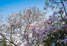 Primavera: Nordeste enfrenta seca no interior, mas Alagoas tem expectativa de chuva dentro da média