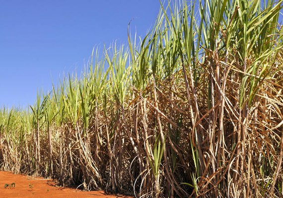 R$16,5 bilhões foram contratados em crédito rural no mês de julho