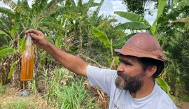 Cooperativa obtém a 1ª cajuína da agricultura familiar certificada pelo Mapa
