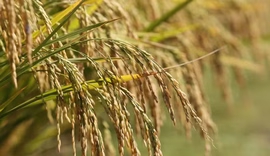Importação de arroz não vai gerar queda no preço ao produtor, diz Geller