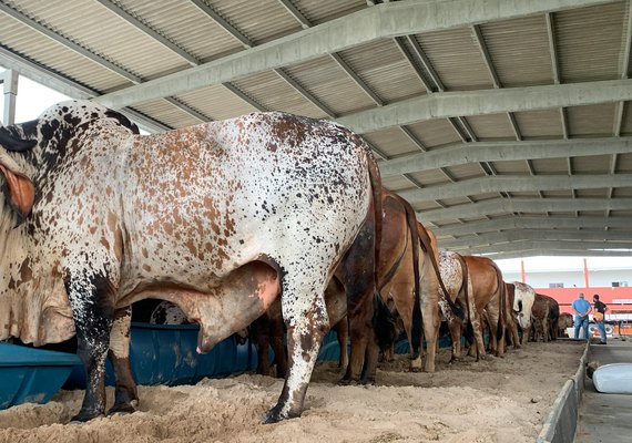 ExpoAlagoas Genética 2026 coloca em vitrine rebanhos e pautas do setor