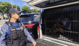 Foragido por tráfico é preso após denúncias de furtos no Jacintinho