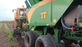 Plantadeira automática transforma produção de cana-de-açúcar em São Miguel dos Campos