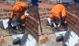 Jacaré é encontrado em laje de casa e mobiliza Corpo de Bombeiros em Arapiraca