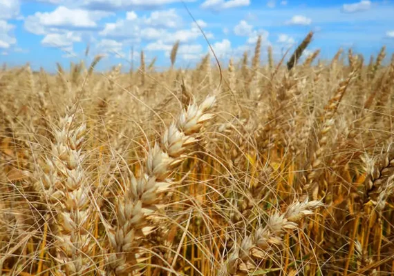 Agroecologia pode retardar efeitos da crise climática nas lavouras