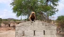 VÍDEO: Ameaçado de extinção, Macaco-prego-galego mantido acorrentado é resgatado pela FPI no Sertão