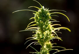 Estudo aponta que medicamento à base de THC reduz sintomas de estresse pós-traumático