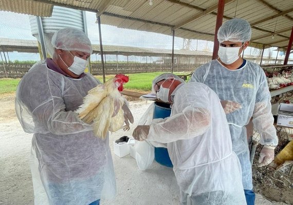 Influenza aviária: testes descartam circulação do vírus em Alagoas