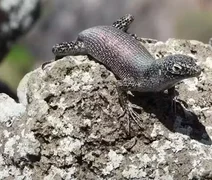 Lagarto africano evoluiu em Fernando de Noronha