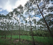 Eucalipto impulsiona renda e fortalece pecuária sustentável em Alagoas