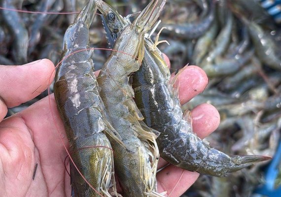 Crédito para a carcinicultura soma R$ 2,4 milhões e alcança maior volume dos últimos cinco anos em AL