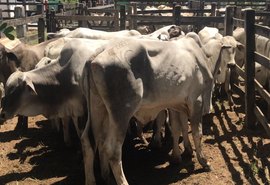 Atualização cadastral do rebanho começa em novembro e será obrigatória em Alagoas