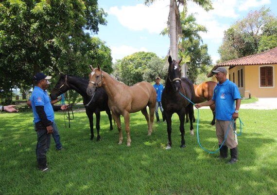 Tropa do 13º Vaquejada e Trabalho recebe trato especial