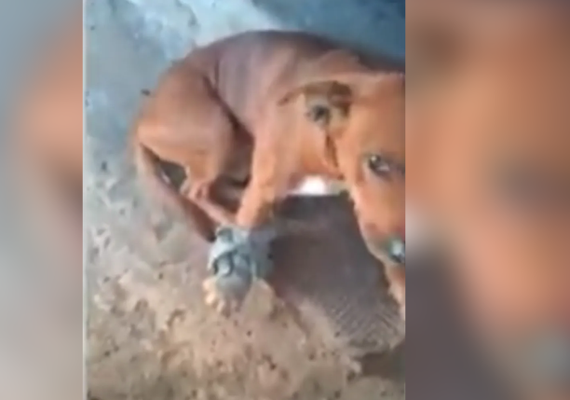 Suspeita de disparo contra cão durante abordagem policial em Maceió é investigada pela PC