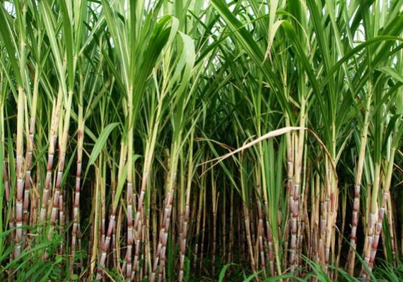 Chuvas incentivam o plantio de cana em AL