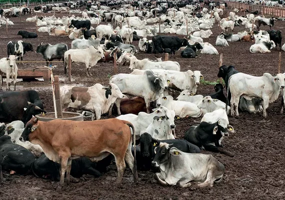 Sobe o abate de bovinos e suínos e cai o de frangos, aponta IBGE