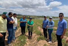 Cooperativas compartilham variedade de amendoim em Dia de Campo