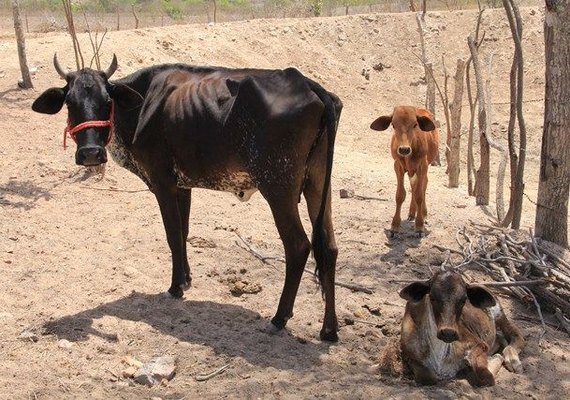 Alagoas tem 38 municípios em estado de emergência