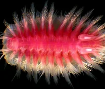 Conheça as estranhas criaturas que devoram baleias no fundo do mar