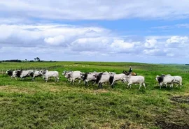 Arroba do boi salta mais de 10% em AL e abre novo ciclo na pecuária