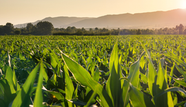 Valor da Produção Agropecuária de 2023 é estimado em R$ 1,148 trilhão