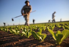 Setor agropecuário impulsionou crescimento do PIB alagoano, mostra governo