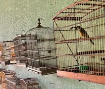 Polícia Ambiental recolhe 25 aves silvestres em fiscalizações em Alagoas