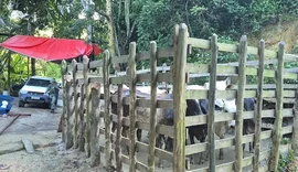 PM encontra abatedouro clandestino e flagra crimes ambientais em AL