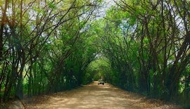 Túnel Verde é lindo atrativo turístico de Porto de Pedras