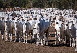 ﻿Leilão Capão de Angico reúne genética diferenciada e eficiência produtiva neste domingo