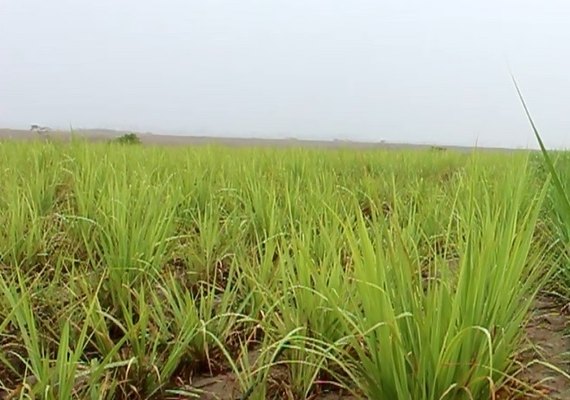 Chuva de janeiro renova ânimo do fornecedor de cana