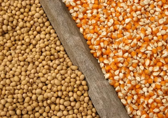 Como a tensão no Oriente Médio pode afetar o mercado agrícola