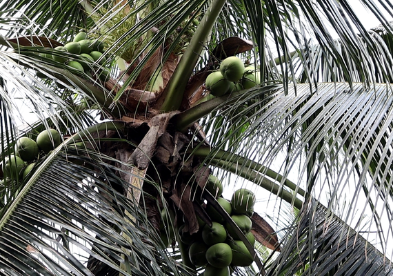 Mercado aquecido estimula cultura do coco em AL