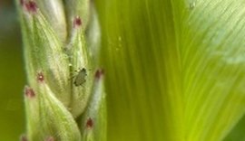 Saiba como controlar o 'pulgão'