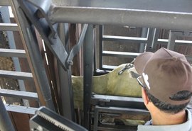 Adeal abre campanha de vacinação contra a febre aftosa