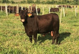 Melhoramento genético é aposta para aumento na produtividade bovina