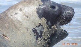 Alurb alerta para distância de elefante-marinho em Maceió