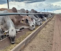 Produção brasileira de ração animal cresceu 1,4% no primeiro semestre