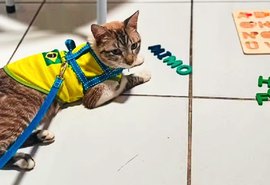 Gato desaparecido em Arapiraca é achado a 600 km de distância
