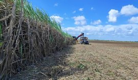 Crise da cana se agrava e perdas do produtor chegam a 50% em AL, diz Asplana