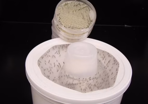 Cientistas criam fungo com aroma floral que elimina mosquitos da dengue, malária e zika