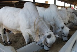 Expoagro/AL tem agenda para família no fim de semana