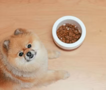 Pesquisa mostra que cães ajudam as pessoas a regular o estresse mais do que o esperado