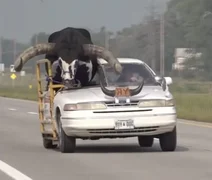 Motorista transporta touro chifrudo no banco de passageiro; veja vídeo