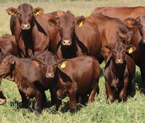 Lotes Santa Gertudris ficam à disposição para visitação técnica na Fazenda Mangabeira