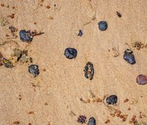 Davi Maia acompanha aparecimento de manchas de óleo no Litoral de Alagoas