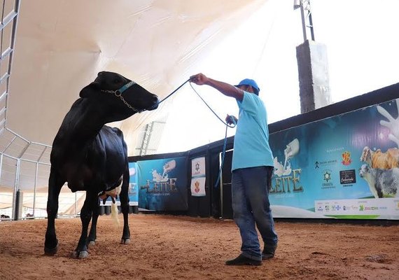 Leilão Mais Leite movimenta mais de R$ 560 mil e destaca produção do NE